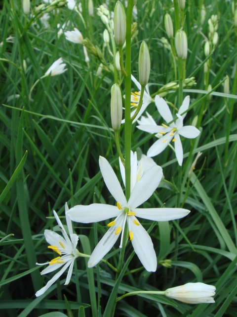 Anthericum liliago fleur